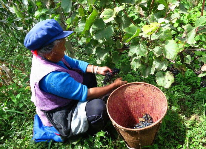 <b><p>Grape harvesting: Process of Making Red Wine.</b></p>
<p>First Step</p>
Winemaking begins by harvesting of the grapes, which are picked from the vines by the bundle, placed in bamboo or plastic baskets and then carried home with the basket on one’s back. All five members of Wu Gongdi’s family were actively involved in this stage of harvesting; even his granddaughter and grandson copied the others’ actions.

