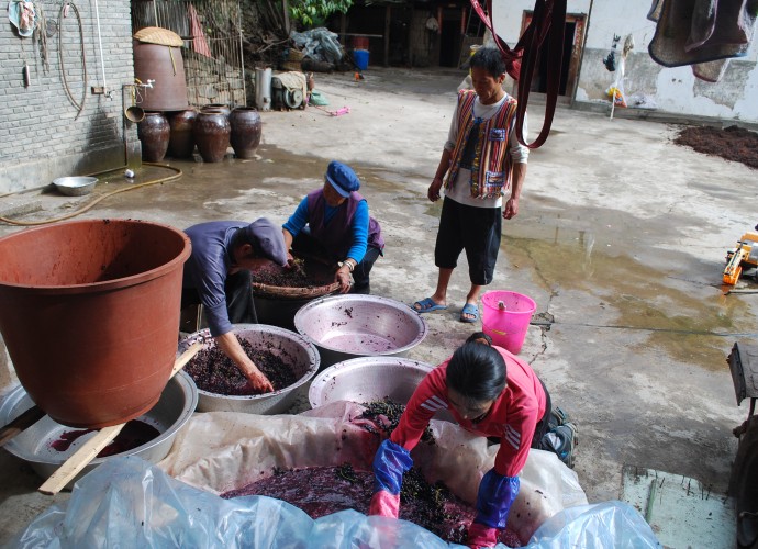 <b><p>Wu Gongdi’s family crushing grapes.</b></p>
After piling all of the grapes harvested from the vineyards in the household courtyard, the grapes are crushed by hand in large plastic or metal basins.