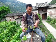 Inheriting Winemaking: Cizhong ‘Rose Honey’ Wine Production on the Upper Mekong River in Northwest Yunnan Province, China