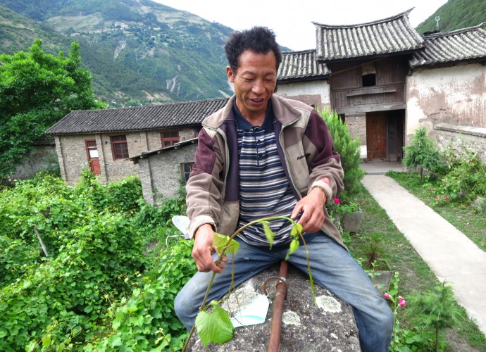<b><p>Collecting ‘Rose Honey’ grape cuttings from the walled church yard vineyard.</b></p>
Winemaking is an important cultural activity in Cizhong. For over a decade, it has been used in daily household consumption and to serve guests who visit the village, which receives large numbers of tourists each year. Because of its association with village religious identity, wine is a very popular drink to serve to guests. Furthermore, Cizhong villagers are eager to share and discuss the history of wine and winemaking with visitors.