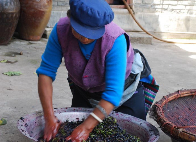<b><p>Wu Gongdi’s wife vigorously crushing grapes.</b></p>
With keen entrepreneurial talent and as an expert of grafter of fruit trees, Wu Gongdi, the director of the Cizhong Church Management Committee, started to learn to make wine from his aunt, who was a nun with the French and Swiss fathers in the upstream community of Yanjing in Tibet, prior to the 1950s. Wu Gongdi pioneered ‘Rose Honey’ grape cultivation with seedlings and cuttings taken from the original walled church vineyard in Cizhong’s church grounds in 1998. His family currently plants 8 <em>mu</em> (5333 square meters) of vineyards terraced along slopes below the forested mountains next to his house. From 1998 to the present, Wu Gongdi’s family has produced an average of 2000 kilos of wine per year, one of the largest annual household wine outputs in Cizhong. It is agreed among domestic and foreign visitors that the alcohol content is between 10-20%, one alcohol company specifically measured the alcohol content of Wu Gongdi’s wine as 18% in December 2014. The wine also fluctuates in taste and quality. Households all over Cizhong Village sell home-produced wine, and villagers are very proud of their ability to produce natural and organic products, contrary to other wine found in the region and discussed below.