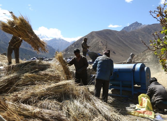 Yari, October 2017.
Although many of the commodities brought in from China are perishable food items, groups of households in Yari have pooled money to buy heavy machinery like this threshing machine. Weeks of work can be accomplished in a day with this machine, which requires nothing more than fuel and a handful of people feeding it. Threshed hay-grain mixture is then winnowed traditionally using the wind. Apart from the difficult logistics of arranging petrol, we noticed evidence of machines breaking down with different parts abandoned all over the village. This raises questions about the reliability and feasibility of new technologies in the region. Locals, at least for now, seem to enjoy these gifts of the market economy.