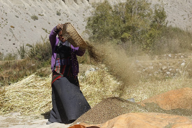 Grain. (Yeshi Gurung, October 2017)
Buckwheat is a main food crop in Mustang. It is harvested during mid-October and handpicked for a better taste. There has been less production in recent years, which has led to higher costs. Buckwheat harvesting is a shared responsibility between all people in the village.