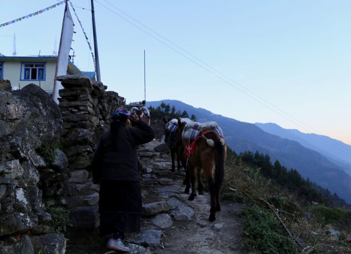 A mule caravan passing north to Langtang valley from Khanjim, Rasuwa. Langtang valley remains one of the only areas within Rasuwa district where road connectivity is absent, and the transportation of basic household provisions and consumer goods are still transported on draught animals such as mules and horses. 