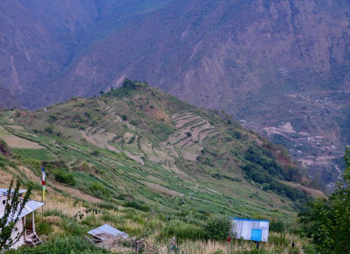Rice fields, Thuman. Nepal has seen a rapid decline in agricultural work due to outmigration to urban areas, as well as to the Gulf states and Malaysia for manual labor. Villages of Rasuwa have experienced a similar trend, undermining subsistence agriculture despite a local refrain in the village of Thuman—suun ra nuun bhayek sabai kura falcha— ‘that everything except salt and gold grows in Thuman.’ The (re)opening of the border and subsequent increase in trade has not changed the farming situation, although many residents now work within the district. 
