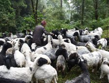 A Day in the Life of a Herder in West Sikkim