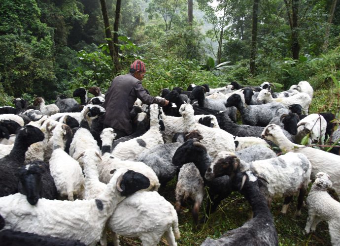 Sheep, like other livestock species, often require a salt supplement to their diet to help regulate their intake of fodder, to reduce the chance of overeating, and help keep them healthy. Aitamaan Limbu distributes salt to his herd on a weekly basis.