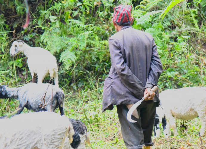 After the morning’s tea, Aitamaan starts moving the herd to graze in the nearby forest. He prefers to keep the herd within one or two kilometers of the goth. He also starts to collect fodder for the lambs and sometimes for elder sheep who are tied up back in the camp. If the sheep are grazing near agricultural lands, particularly cardamom fields, he will also need to spray the crops with wet cow dung in an effort to prevent the sheep from grazing.