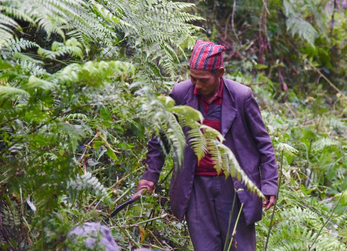 At around 3:00pm, it is time to collect the herd and return to the goth. If the shelter has just been set up, like the day of our visit, Aitamaan will also need to chop and collect fern leaves to create a field of bedding for the sheep.