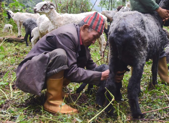 Here, Aitamaan collects sheep milk using a dhundheri. The milk is used for making ghue, a kind of butter, and is often sold or given in exchange in nearby villages. Sheep milk is believed to have medicinal properties in the region and is highly valued by locals.